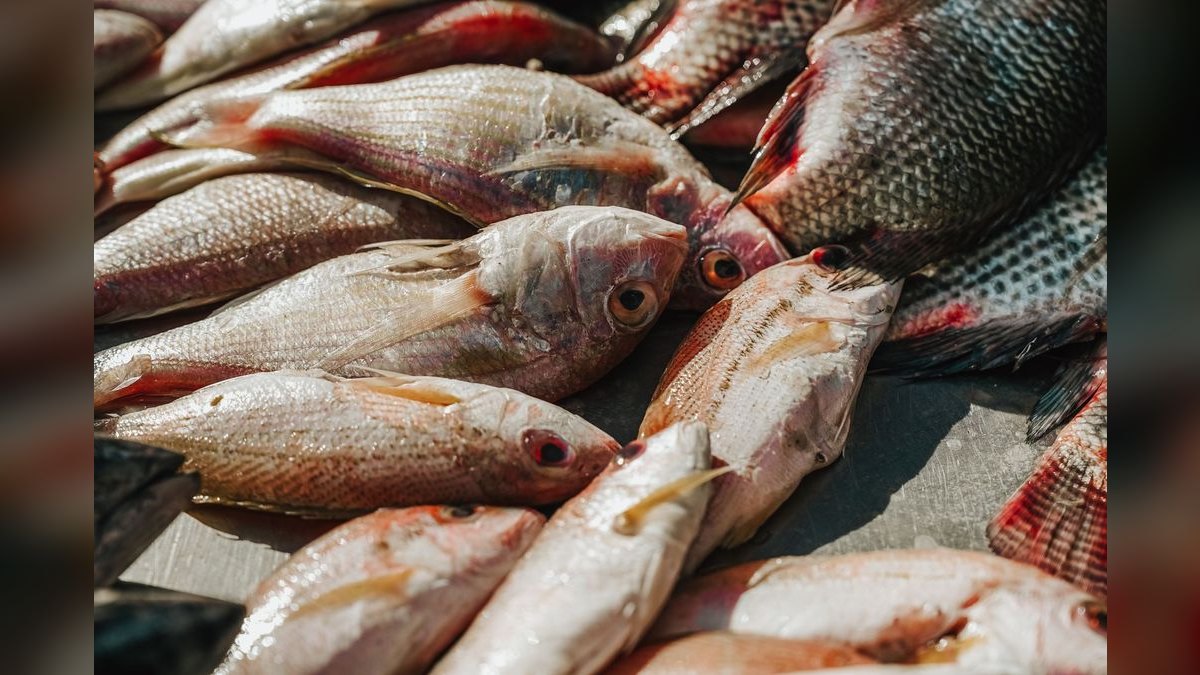 Top 10 Platy Fish Varieties 2027 — figure 4