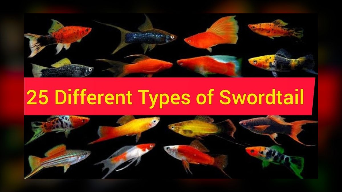 Top 10 Swordtail Varieties 2027 — figure 10