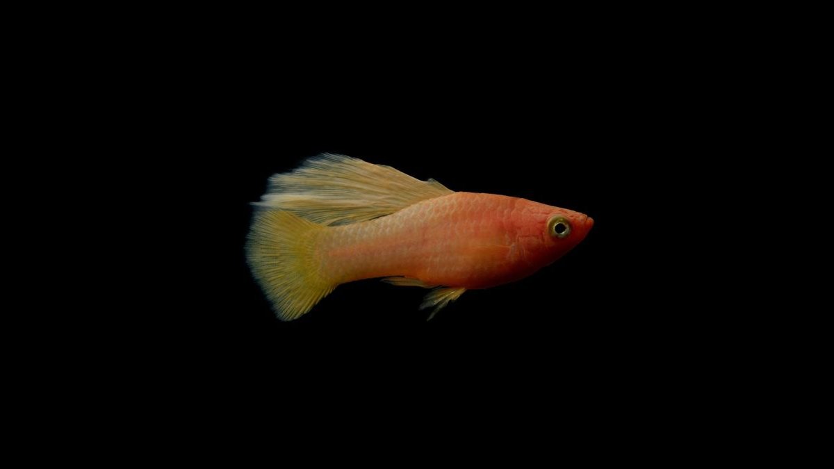 Top 10 Swordtail Varieties 2027 — figure 3