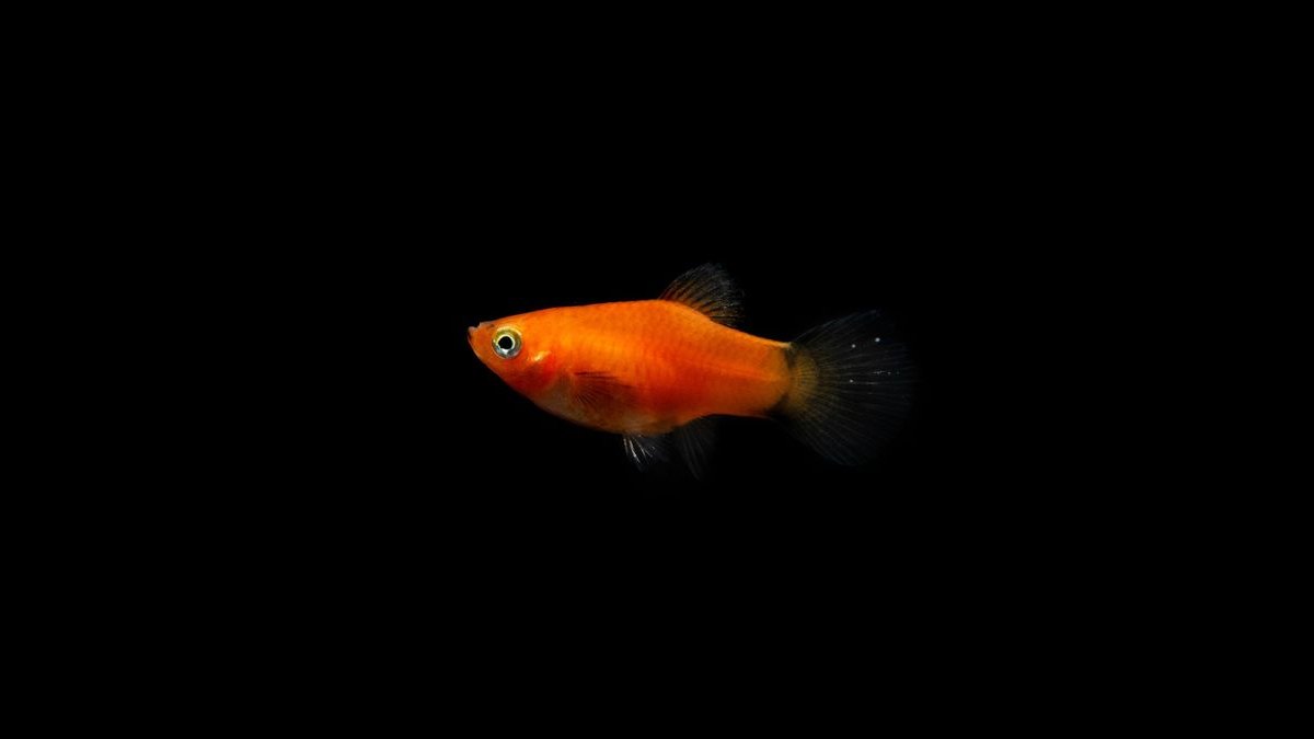 Top 10 Swordtail Varieties 2027 — figure 6