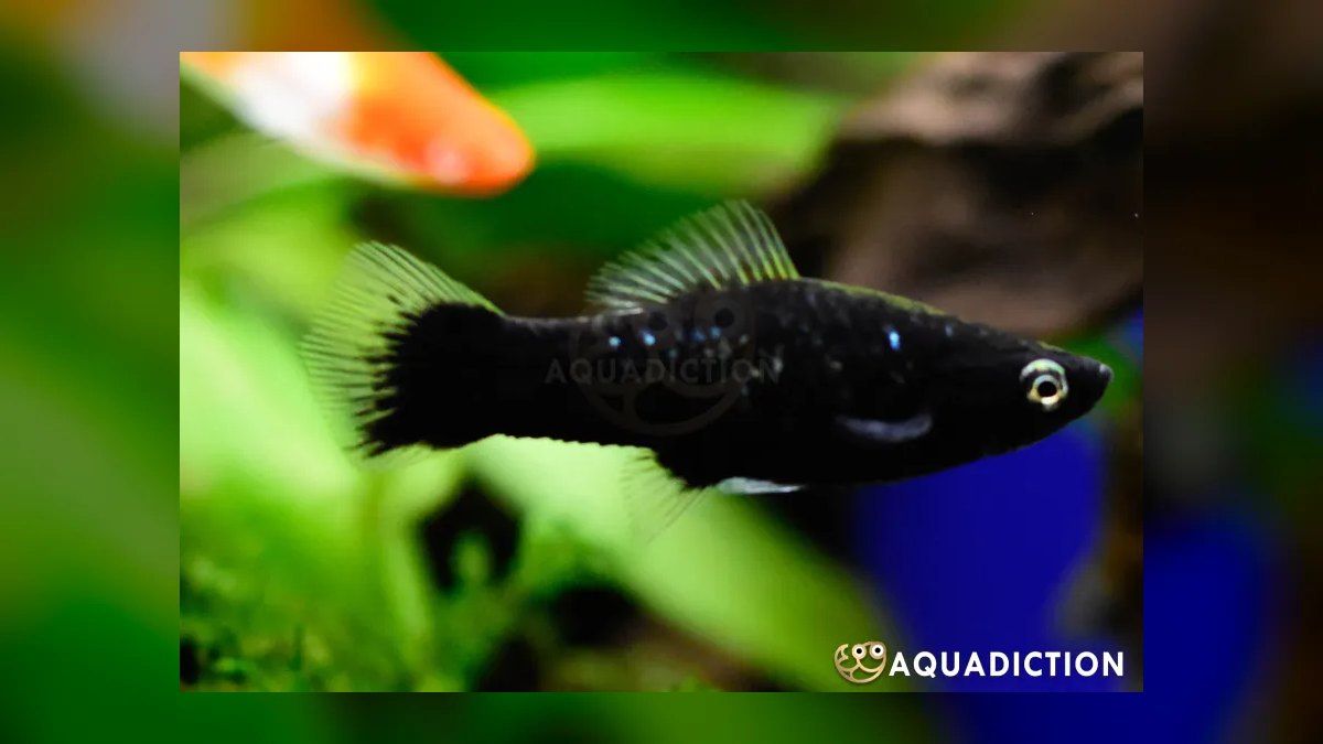 Top 10 Swordtail Varieties 2027 — figure 8
