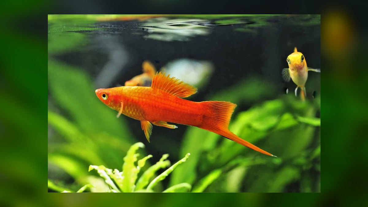 Top 10 Swordtail Varieties 2027 — figure 9