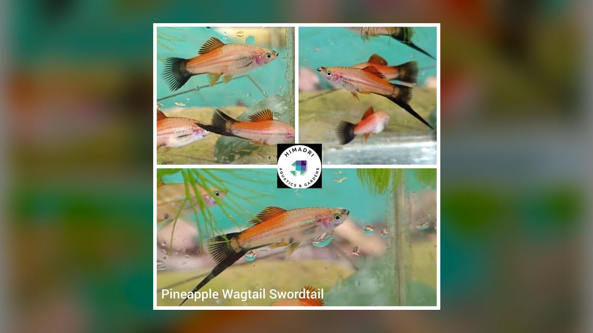 Top 10 Swordtail Varieties 2027