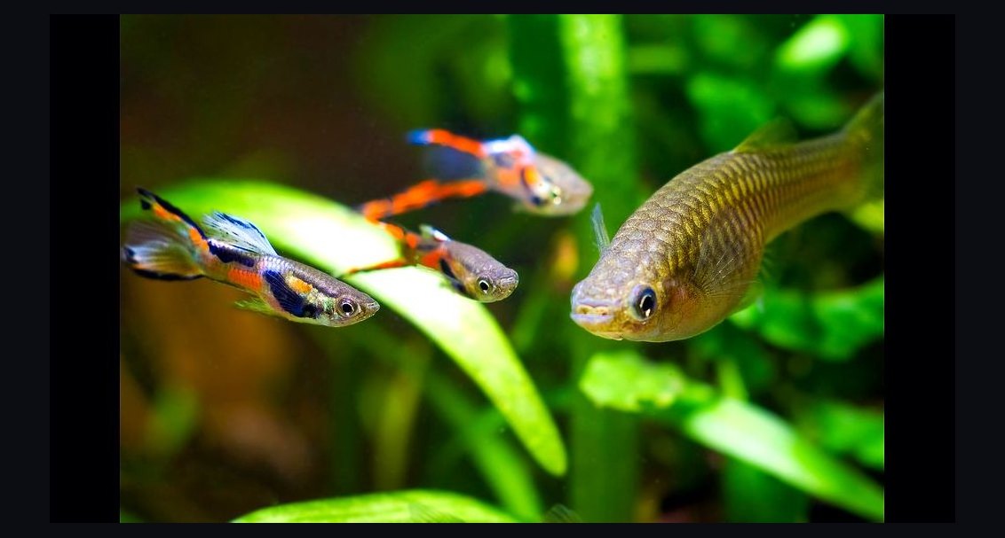Top 10 Endler Livebearer Strains 2027