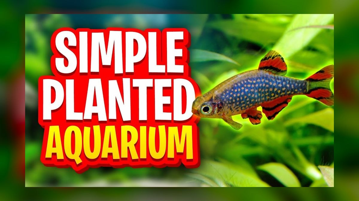 Top 10 Celestial Pearl Danios 2027 — figure 7