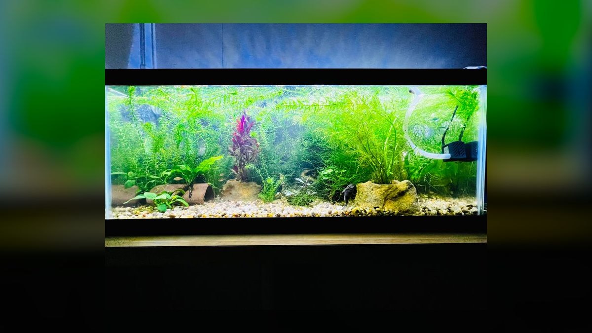 Top 10 Celestial Pearl Danios 2027 — figure 8