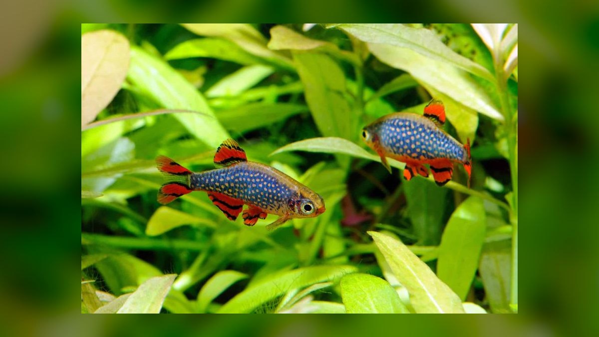 Top 10 Celestial Pearl Danios 2027 — figure 9
