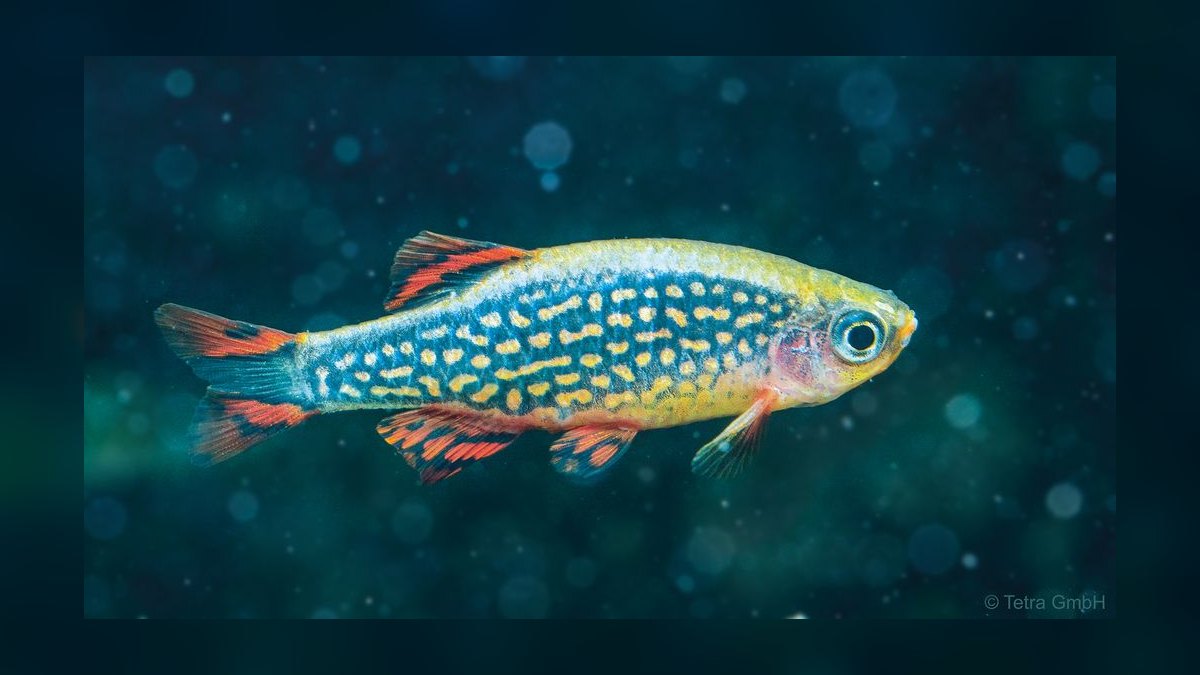 Top 10 Celestial Pearl Danios 2027