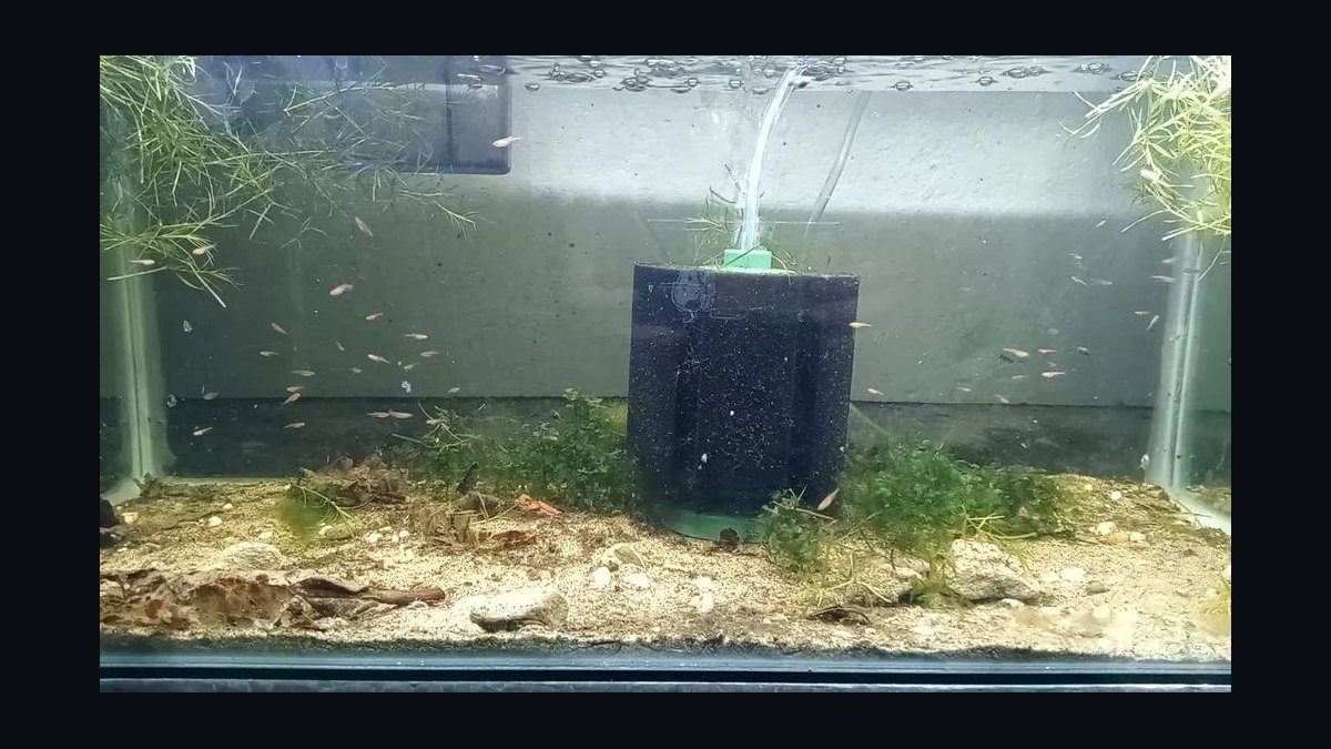 Top 10 Celestial Pearl Danios 2027