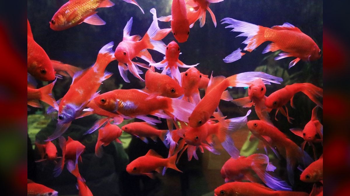 Top 10 Ember Tetra Tank Ideas 2027 — figure 1