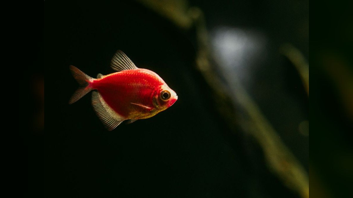 Top 10 Ember Tetra Tank Ideas 2027 — figure 5