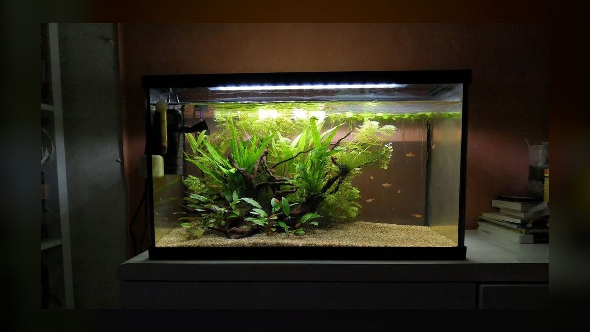 Top 10 Ember Tetra Tank Ideas 2027 — figure 7