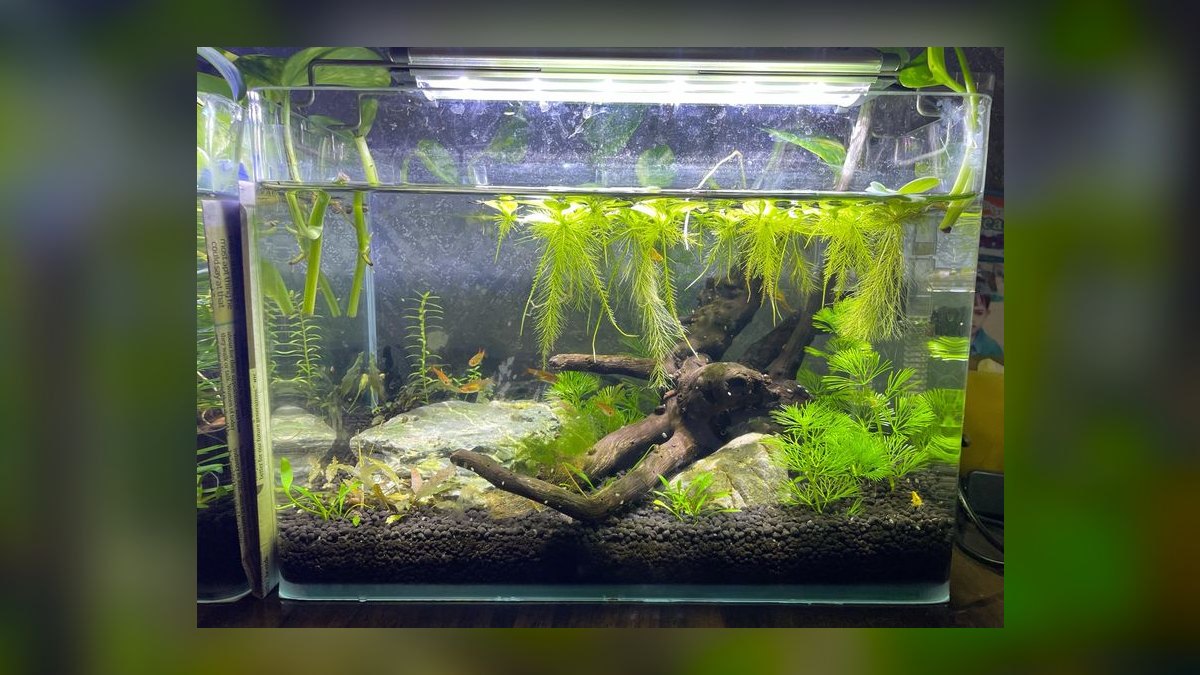 Top 10 Ember Tetra Tank Ideas 2027 — figure 8