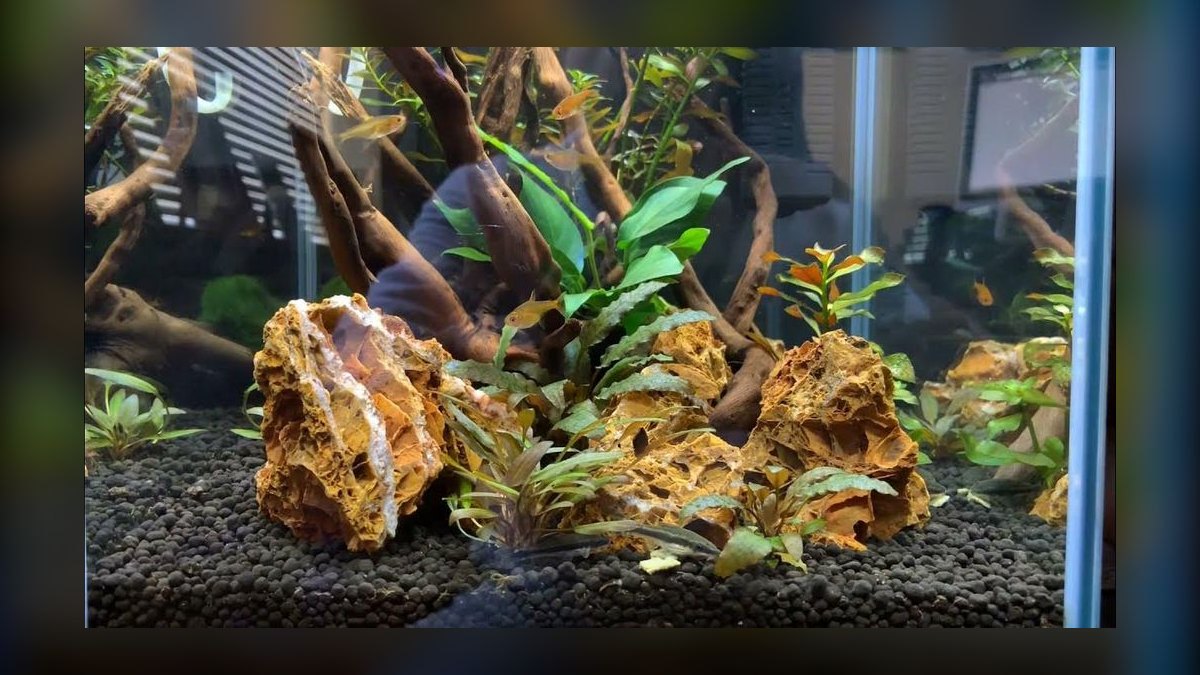 Top 10 Ember Tetra Tank Ideas 2027