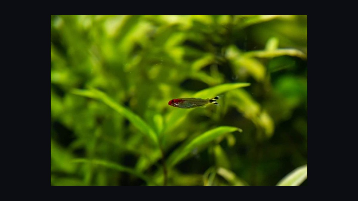 Top 10 Rummy Nose Tetra Care Tips 2027 — figure 1