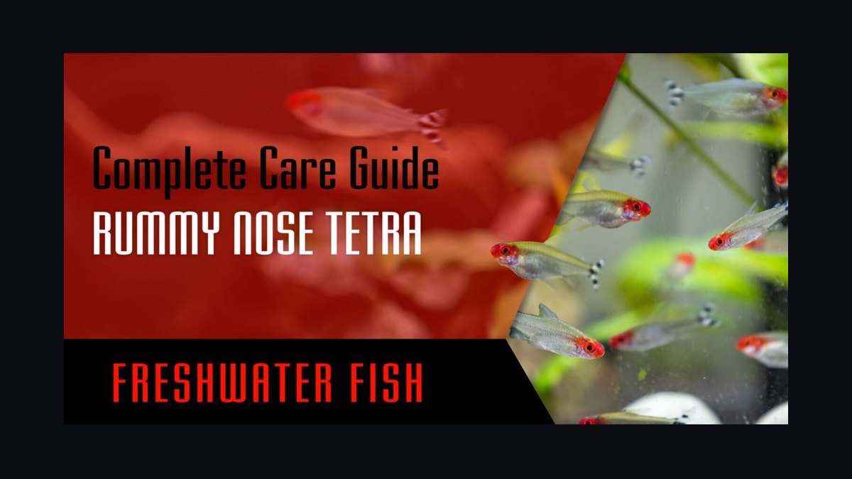 Top 10 Rummy Nose Tetra Care Tips 2027 — figure 4