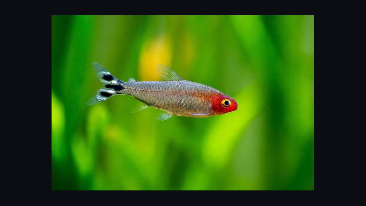 Top 10 Rummy Nose Tetra Care Tips 2027 — figure 6