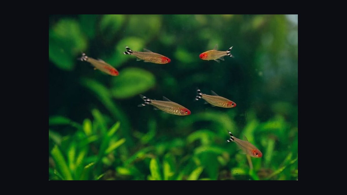 Top 10 Rummy Nose Tetra Care Tips 2027 — figure 7