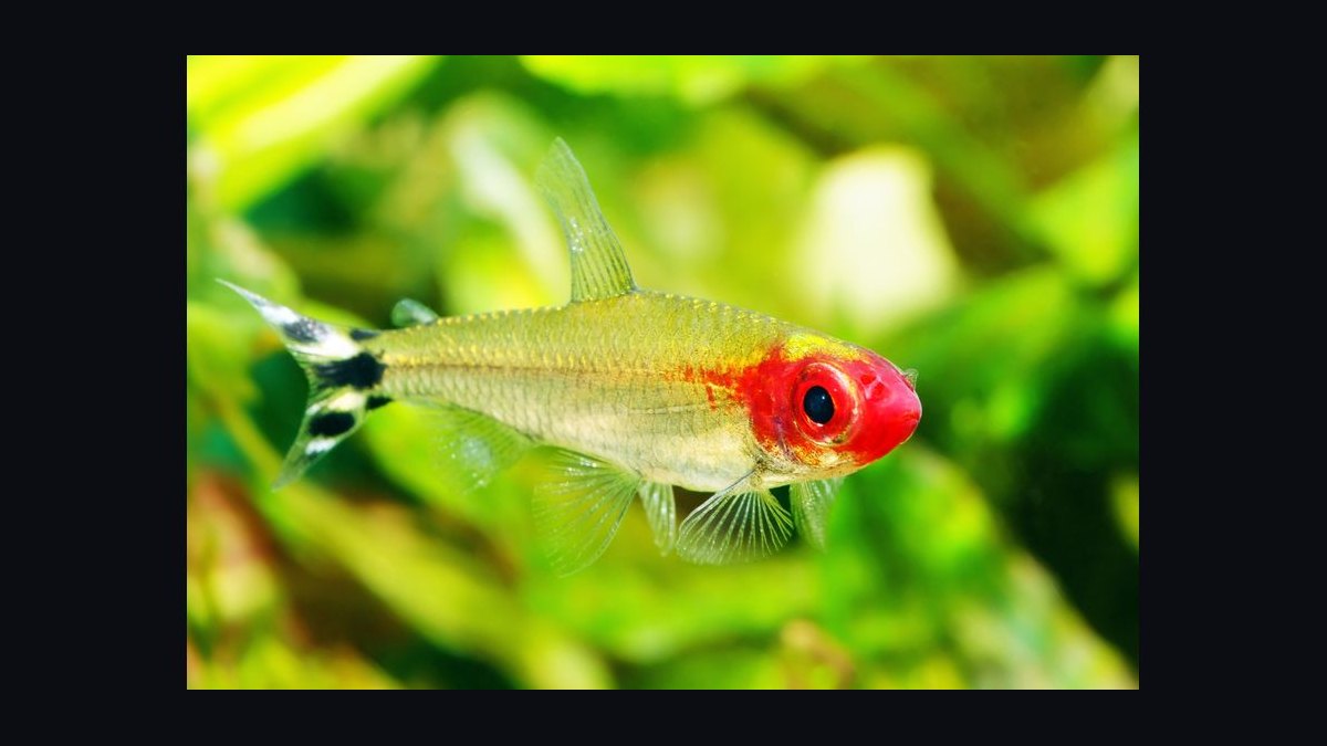 Top 10 Rummy Nose Tetra Care Tips 2027 — figure 8