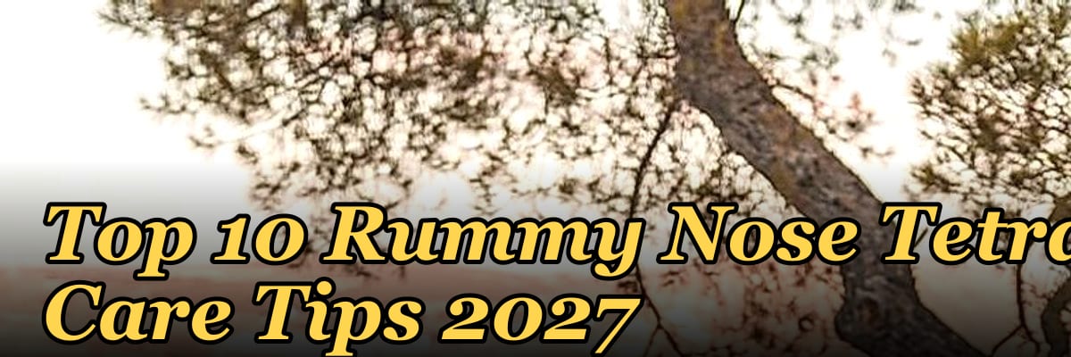Top 10 Rummy Nose Tetra Care Tips 2027
