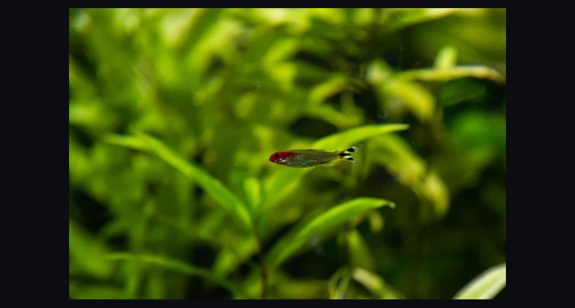 Top 10 Rummy Nose Tetra Care Tips 2027