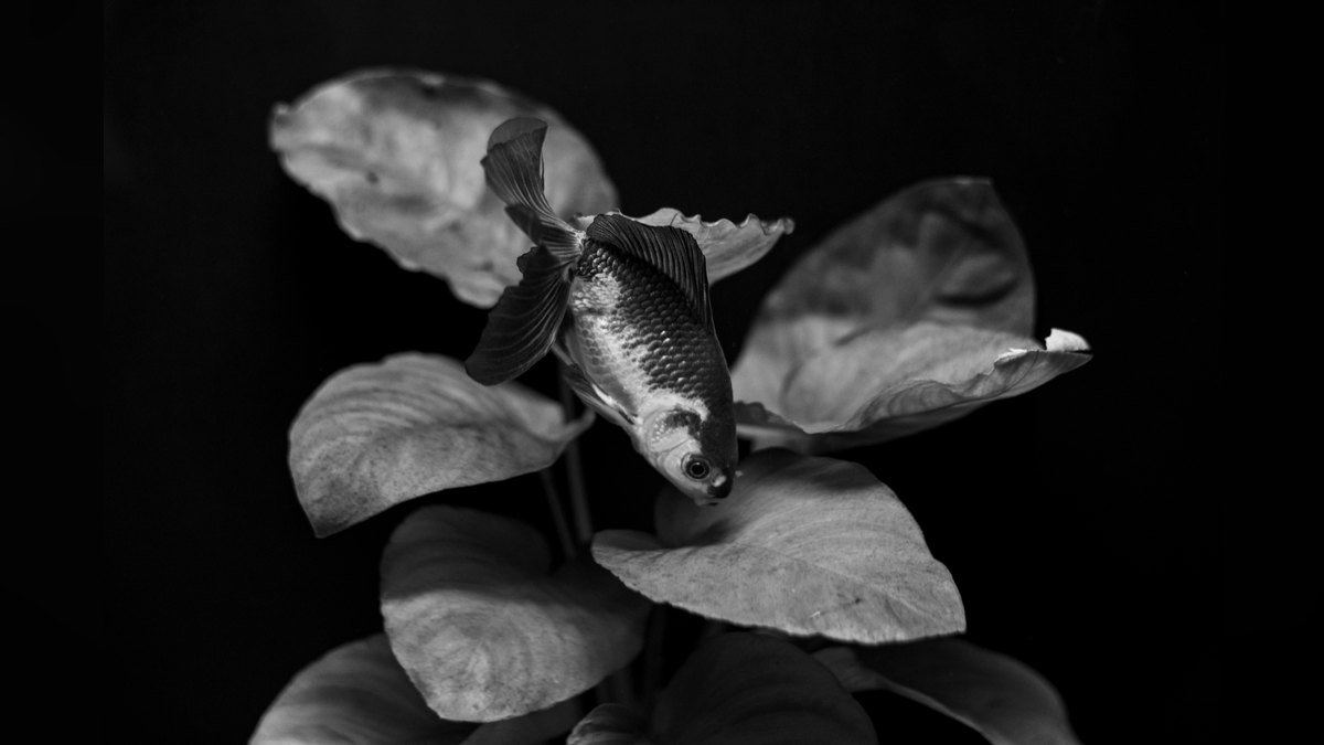 Top 10 Black Skirt Tetra Tank Mates 2027 — figure 6