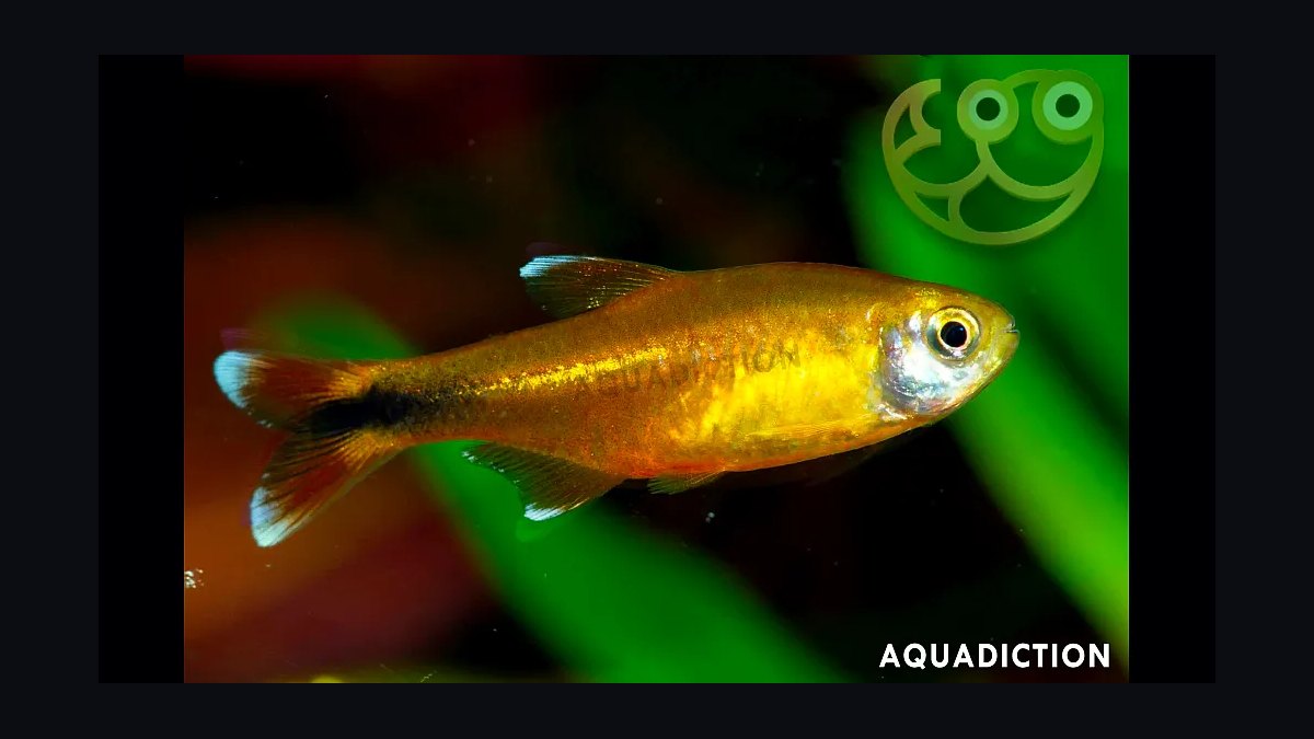 Top 10 Black Skirt Tetra Tank Mates 2027 — figure 7