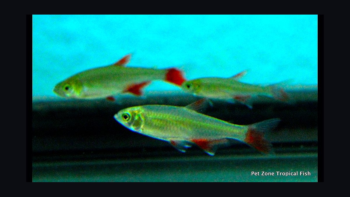 Top 10 Black Skirt Tetra Tank Mates 2027 — figure 8