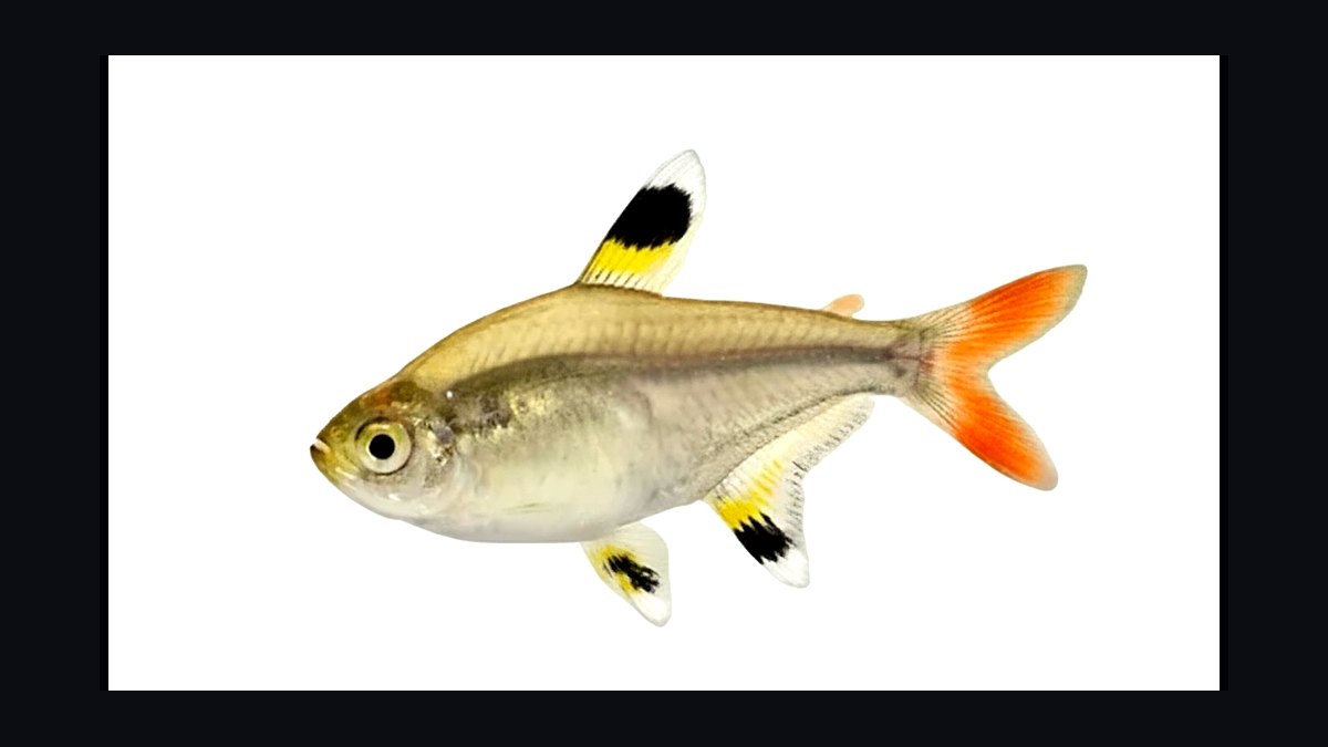 Top 10 Black Skirt Tetra Tank Mates 2027 — figure 9