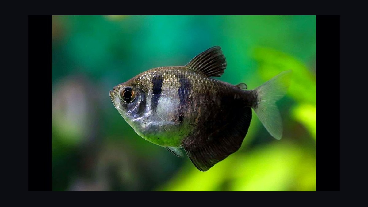 Top 10 Black Skirt Tetra Tank Mates 2027