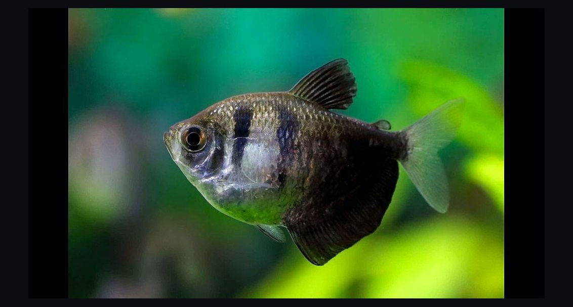 Top 10 Black Skirt Tetra Tank Mates 2027