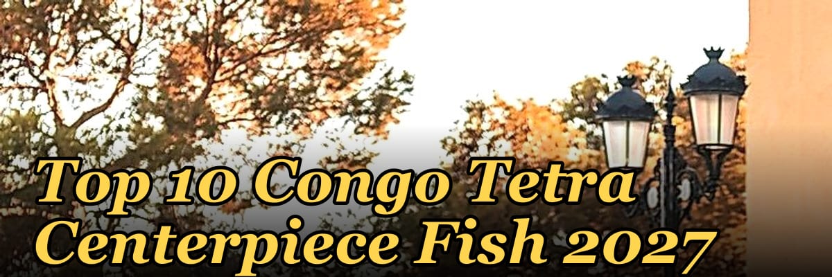 Top 10 Congo Tetra Centerpiece Fish 2027