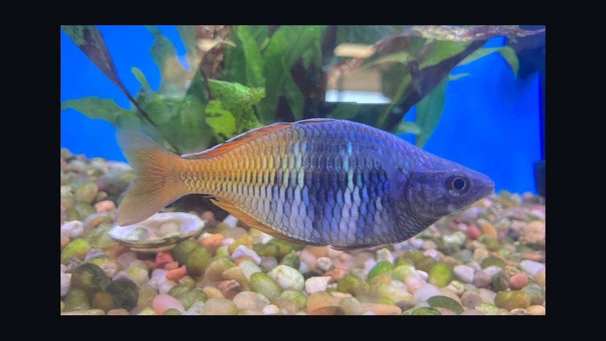 Top 10 Boesemani Rainbowfish 2027 — figure 1