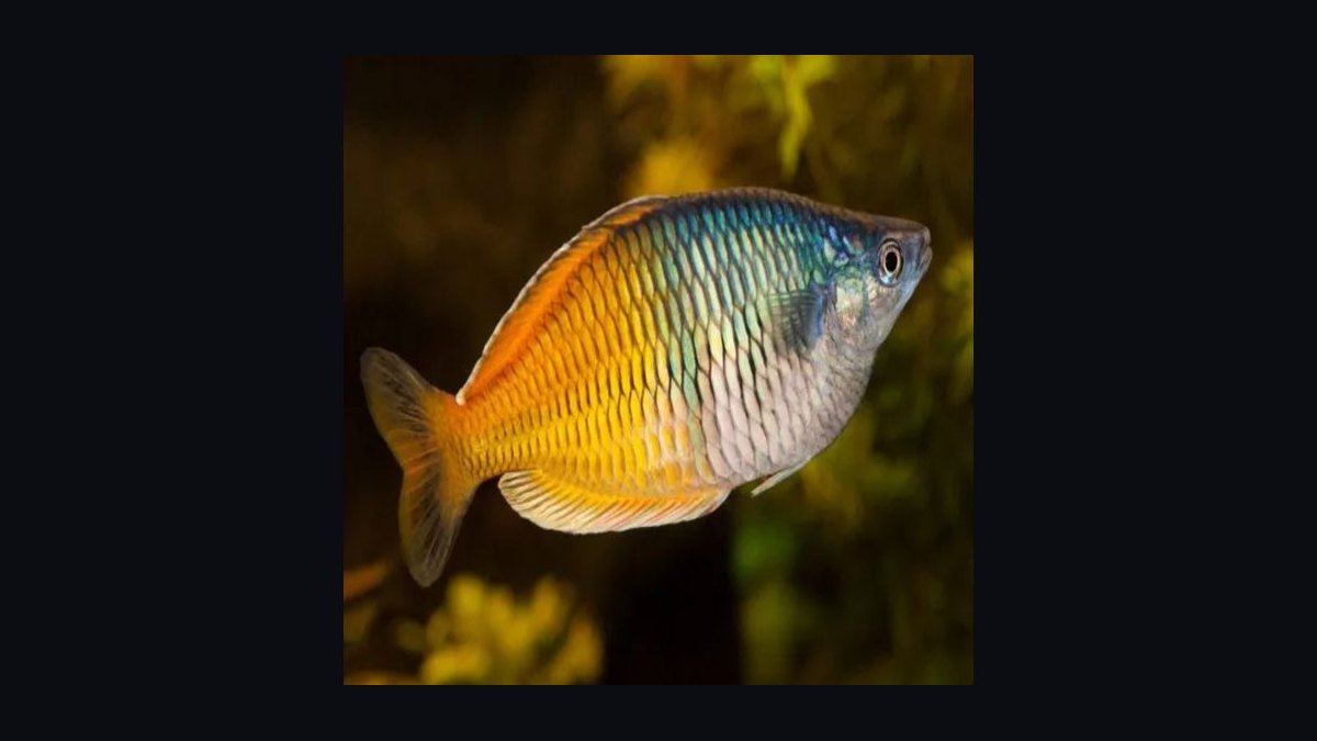 Top 10 Boesemani Rainbowfish 2027 — figure 10