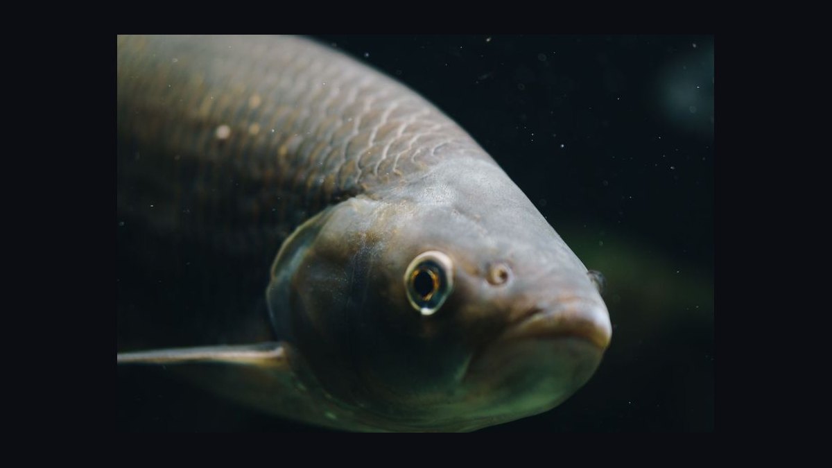 Top 10 Boesemani Rainbowfish 2027 — figure 2