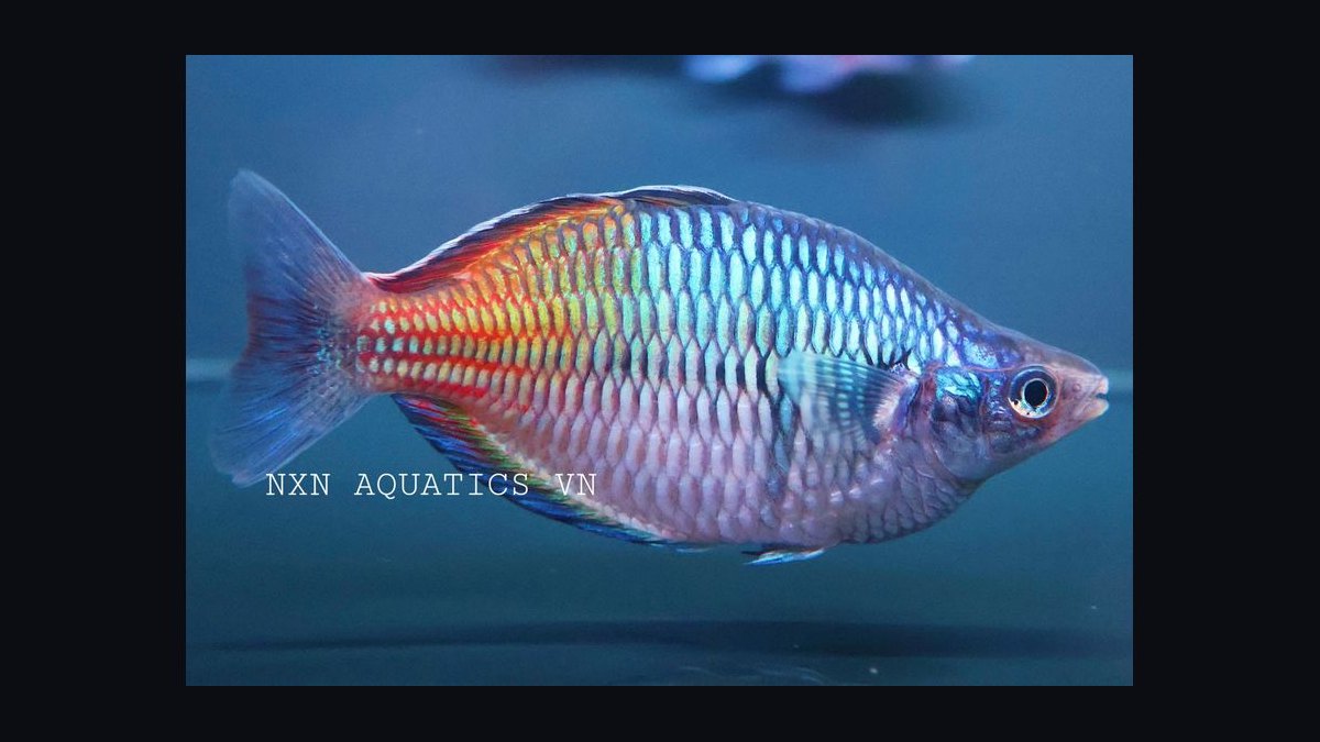 Top 10 Boesemani Rainbowfish 2027 — figure 5