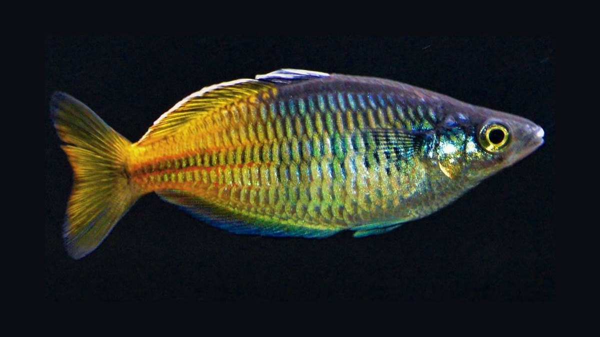 Top 10 Boesemani Rainbowfish 2027 — figure 6