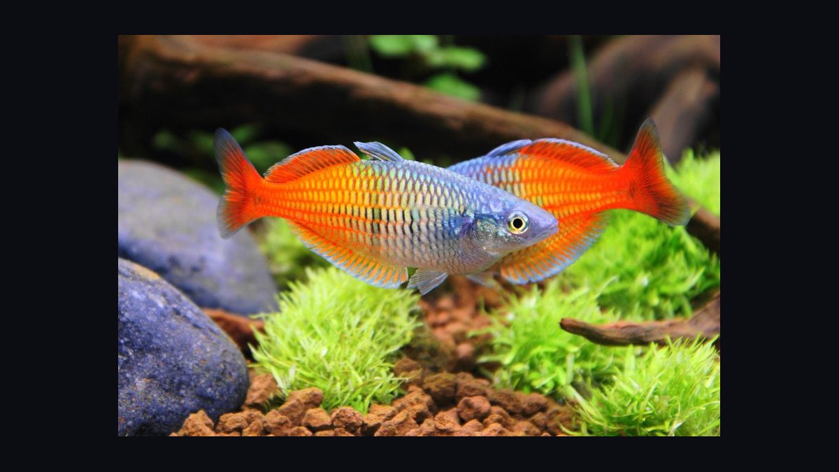 Top 10 Boesemani Rainbowfish 2027 — figure 7