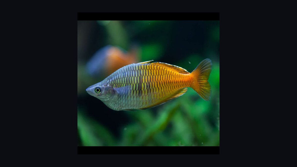 Top 10 Boesemani Rainbowfish 2027 — figure 8