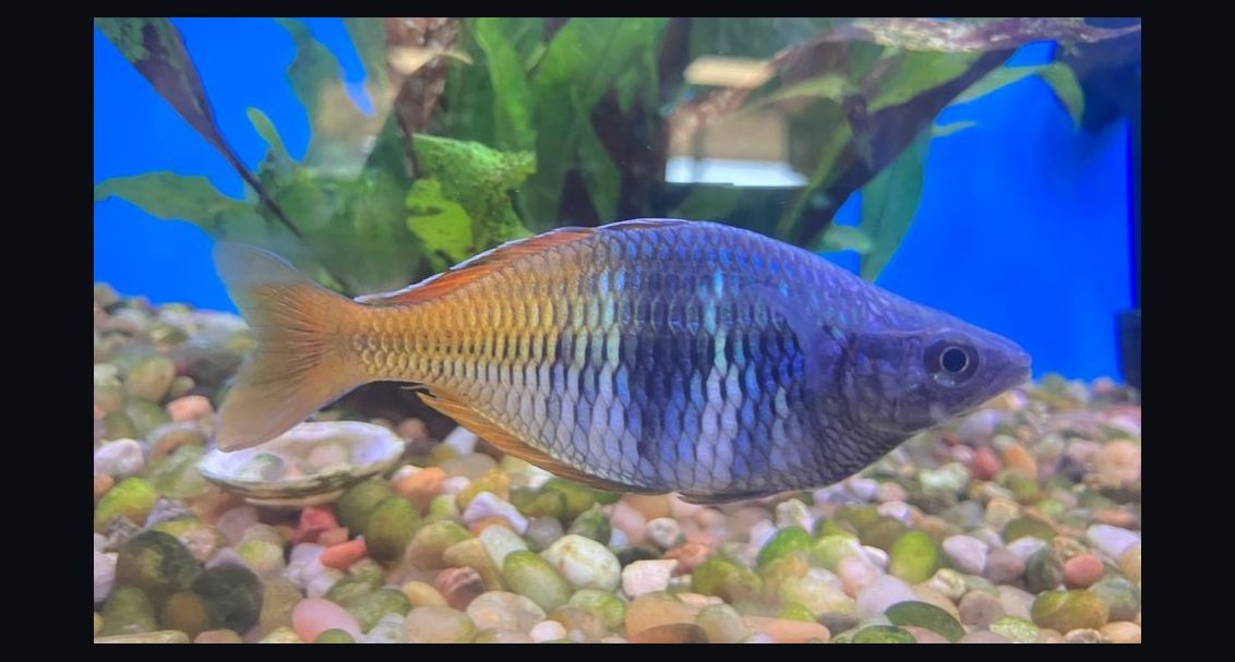 Top 10 Boesemani Rainbowfish 2027