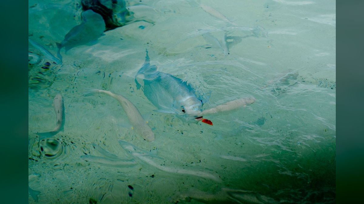 Top 10 Turquoise Rainbowfish 2027 — figure 2