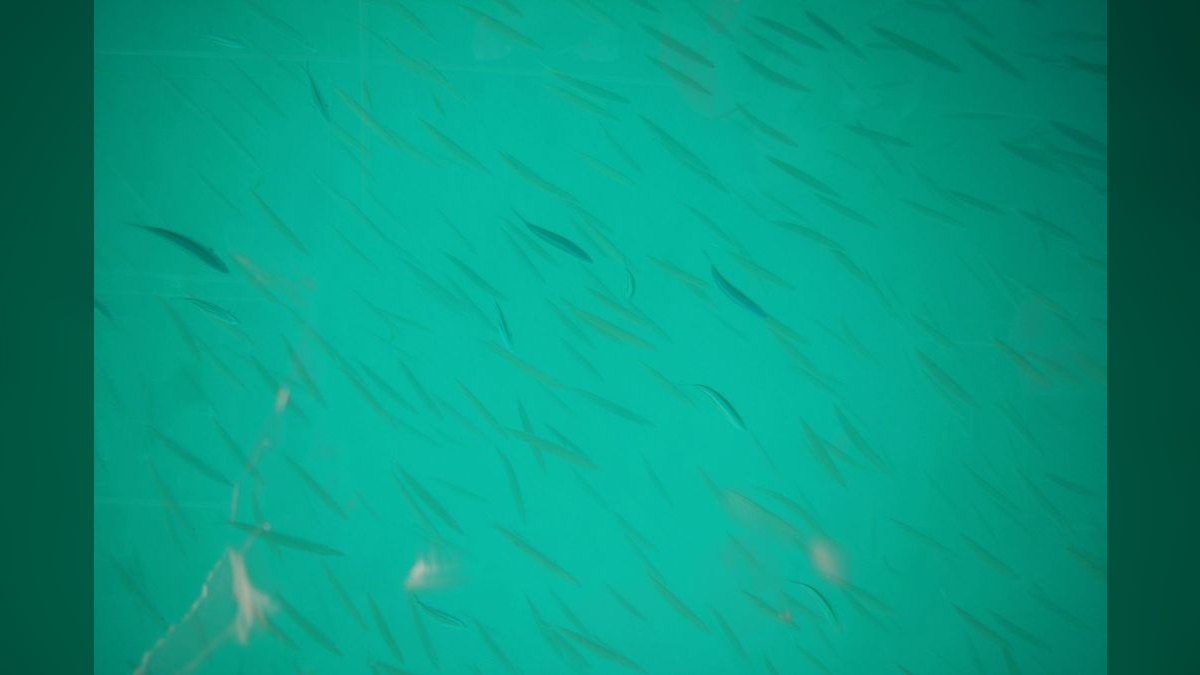 Top 10 Turquoise Rainbowfish 2027 — figure 5