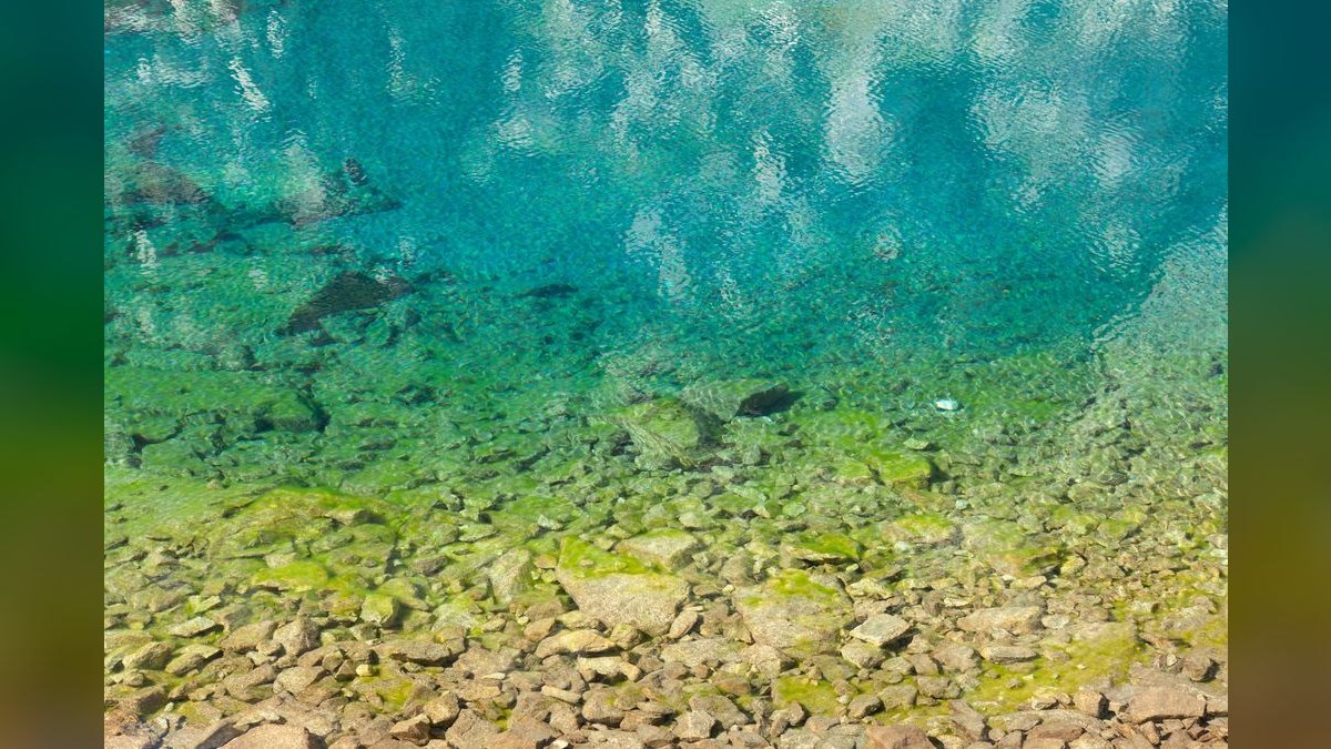 Top 10 Turquoise Rainbowfish 2027 — figure 6