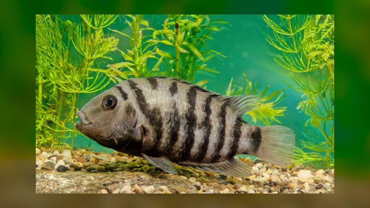 Top 10 Convict Cichlid Tank Mates 2027 — figure 10