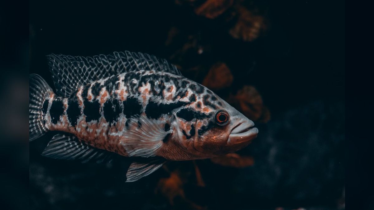 Top 10 Convict Cichlid Tank Mates 2027 — figure 5
