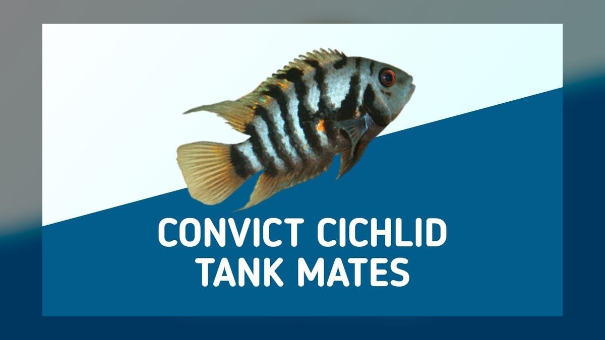 Top 10 Convict Cichlid Tank Mates 2027 — figure 7