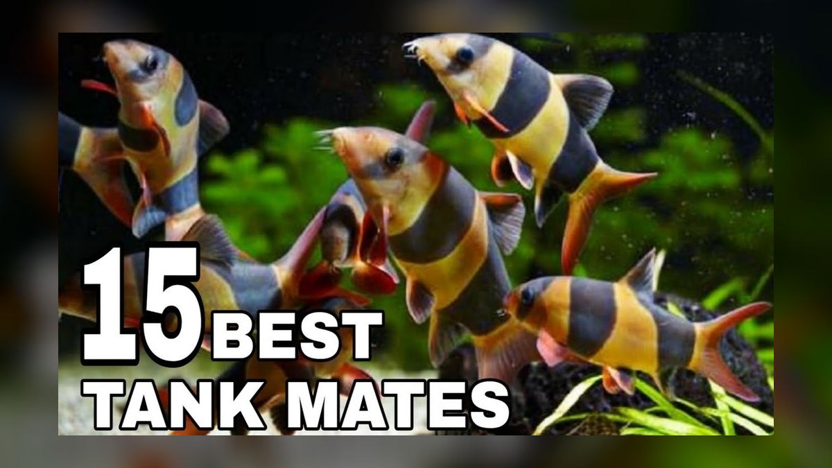 Top 10 Convict Cichlid Tank Mates 2027 — figure 8