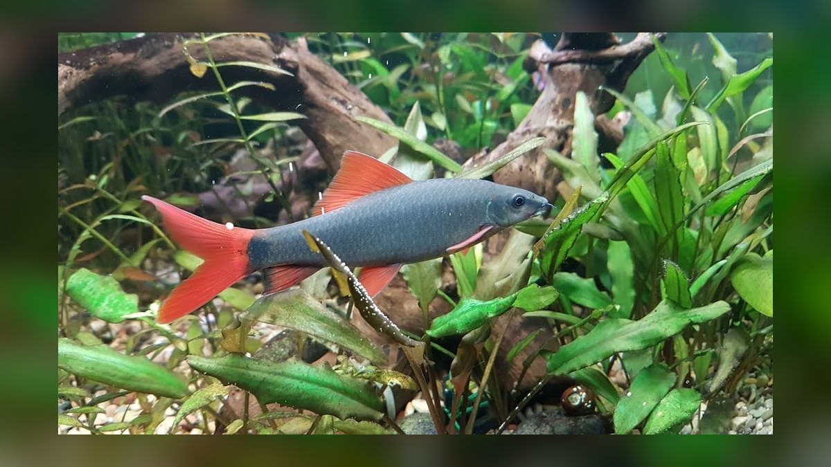 Top 10 Convict Cichlid Tank Mates 2027 — figure 9