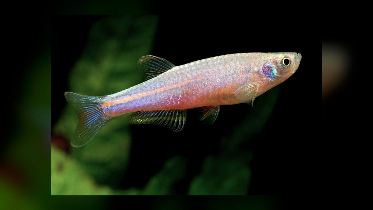 Top 10 Convict Cichlid Tank Mates 2027