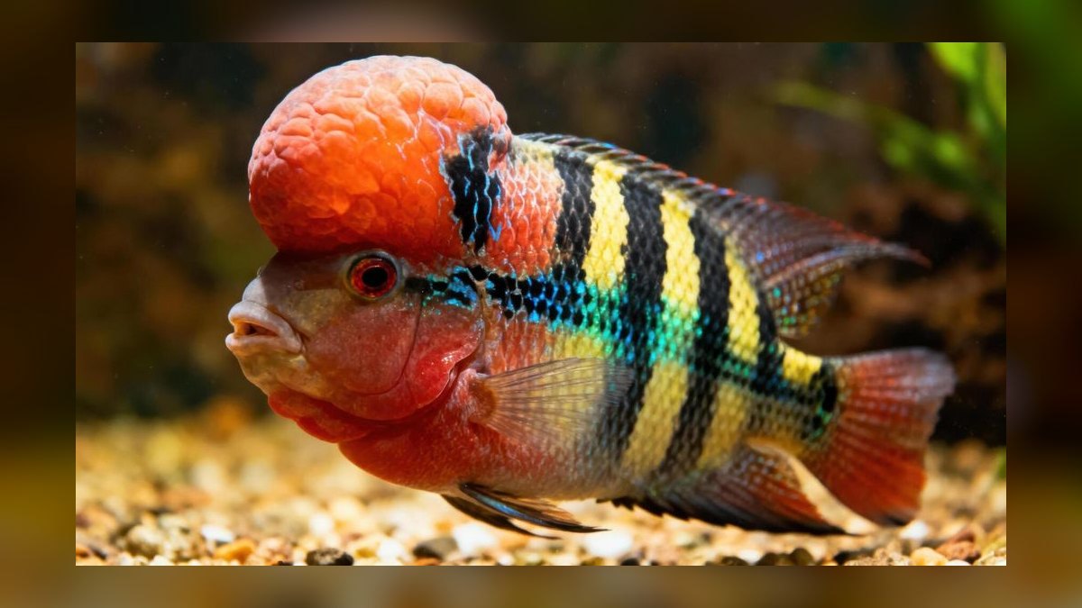 Top 10 Flowerhorn Cichlid Varieties 2027 — figure 10